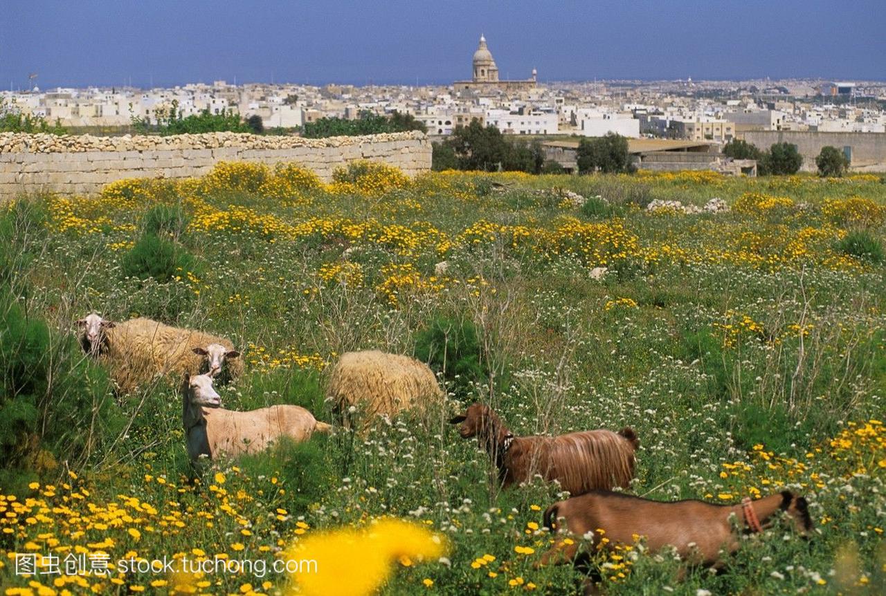 羊,风光旅游,马耳他,欧洲,风景,羊毛,花卉,旅行,岛