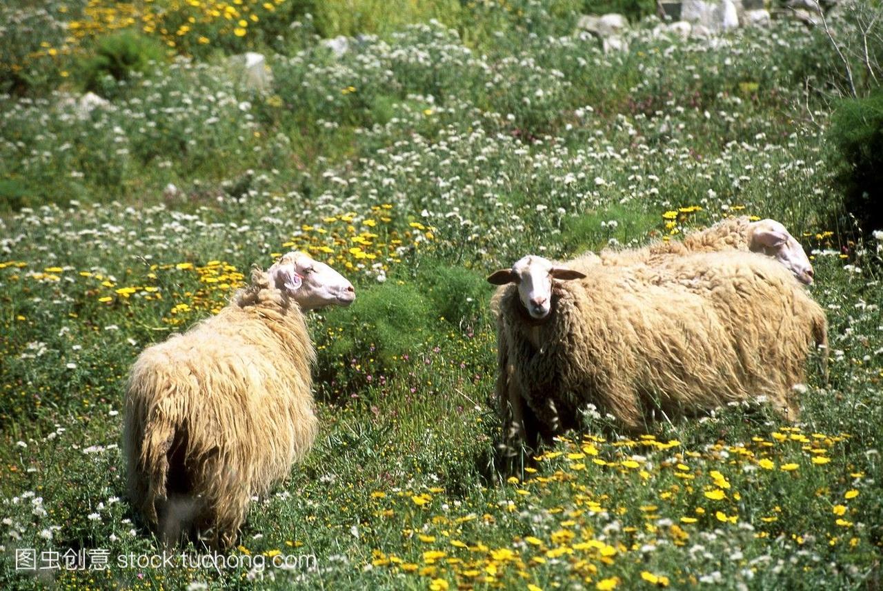 羊,风光旅游,马耳他,欧洲,风景,岛屿,旅行,花卉,羊