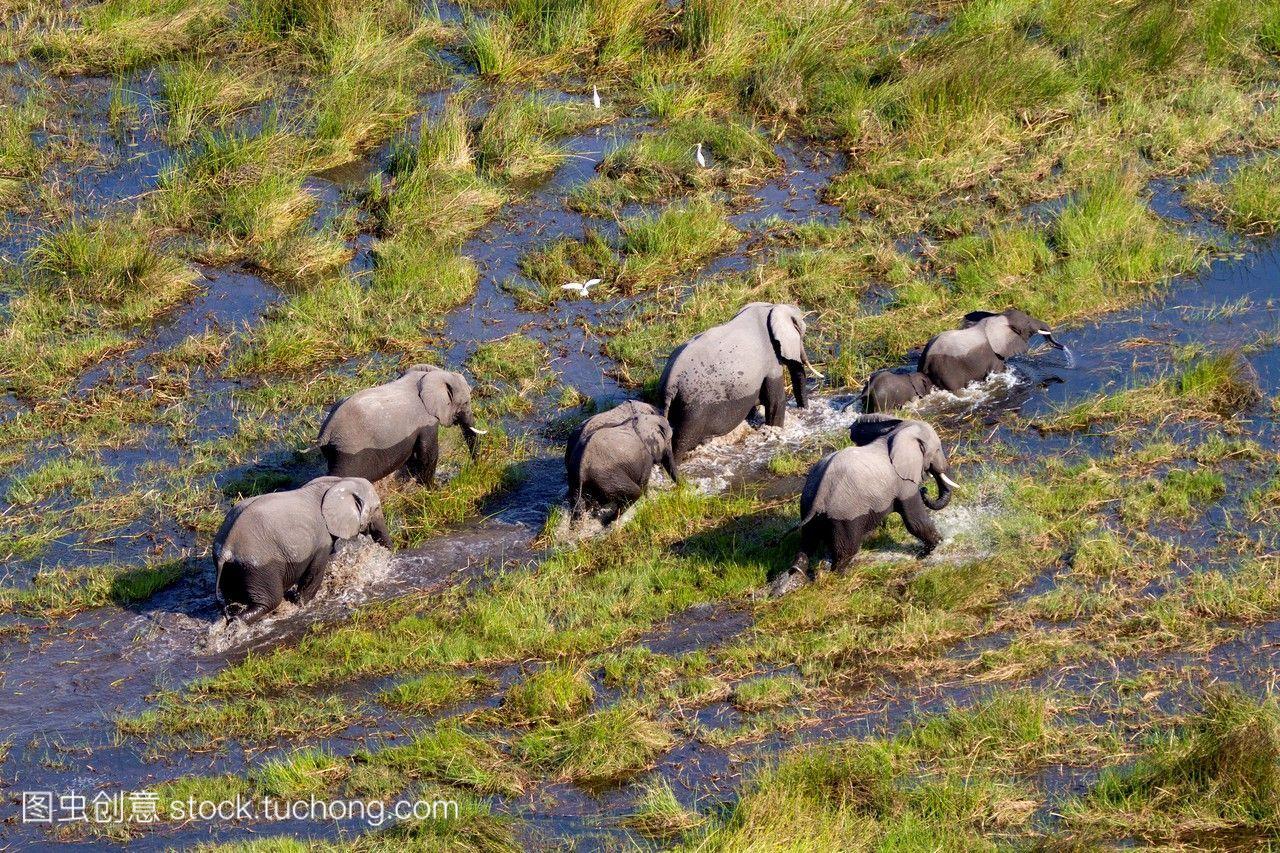 在博茨瓦纳的奥卡万戈三角洲,非洲象的鸟瞰图