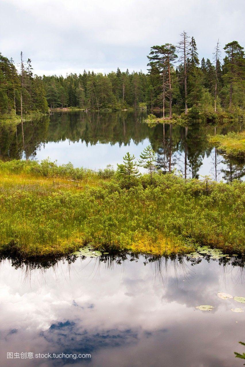 瑞典芬兰野生动物