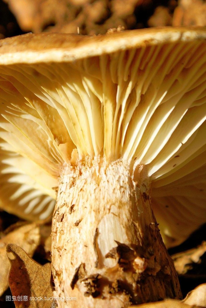 核纤层蛋白的细节蘑菇Hygrophorussp松果体松