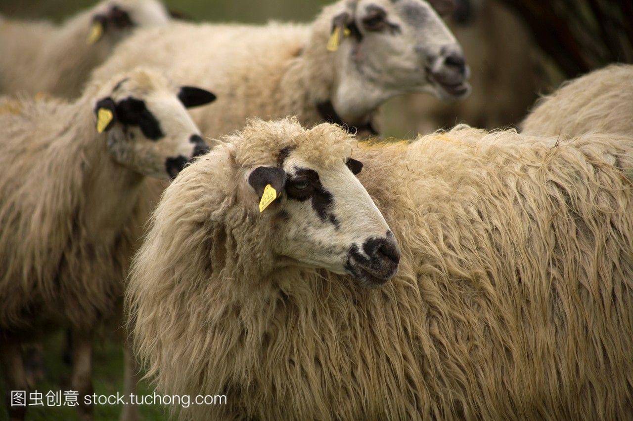 羊吃草在一个农场Rabanal德尔卡米诺村位于法