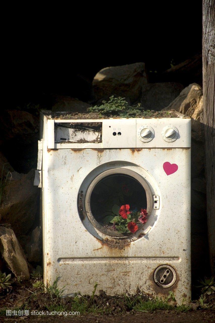 花长在一个废弃的洗衣机在一个废弃的房子坐落
