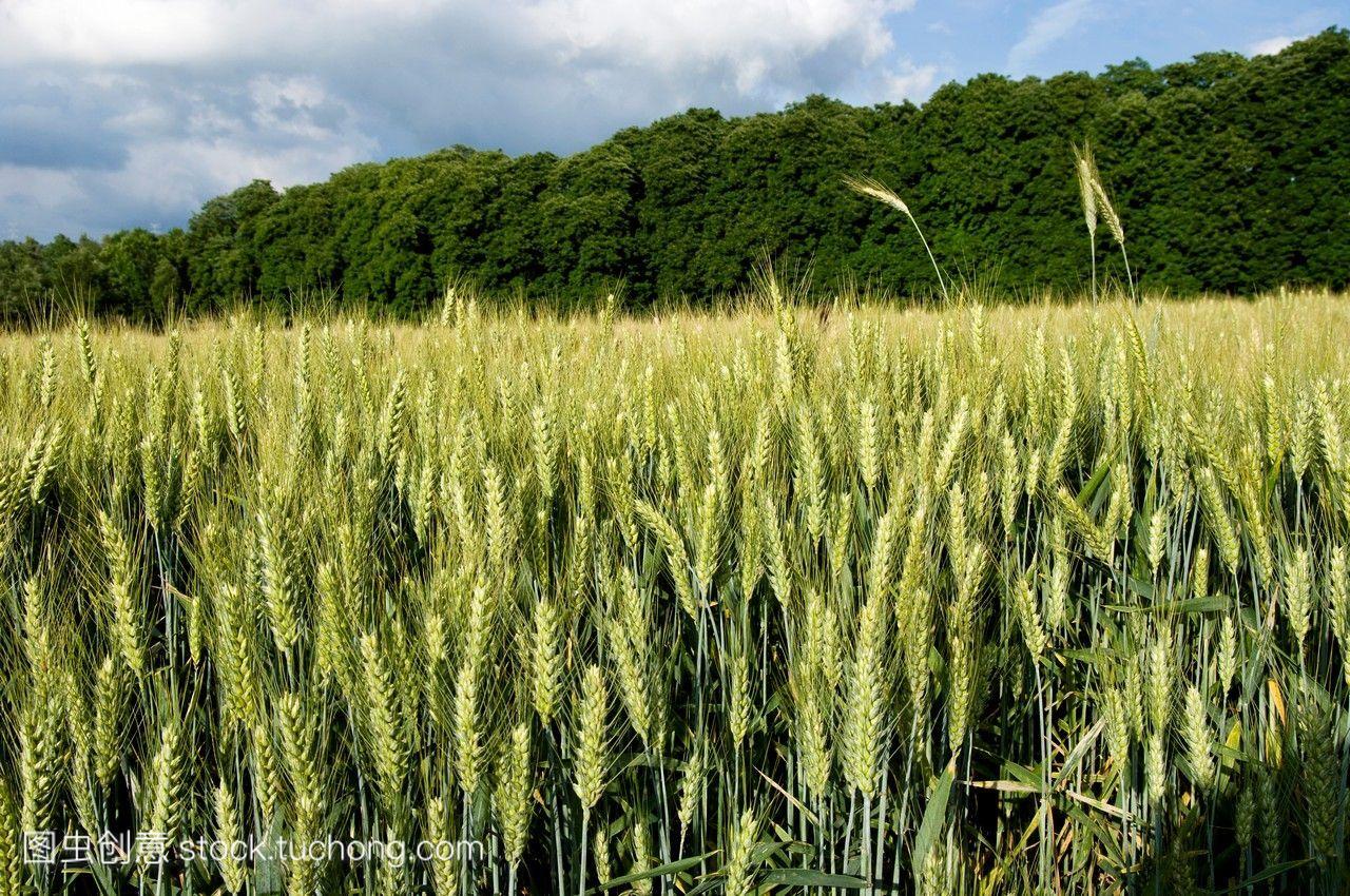 小麦种植。西班牙。