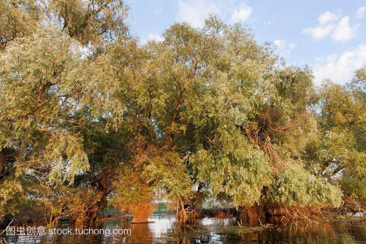 河岸森林在多瑙河三角洲,罗马尼亚大柳树赤杨