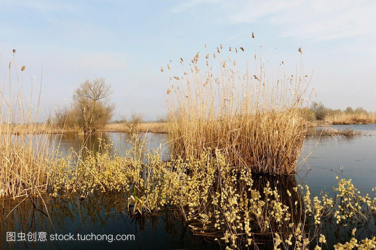 多瑙河三角洲的山羊柳树在春天开花,有超过50