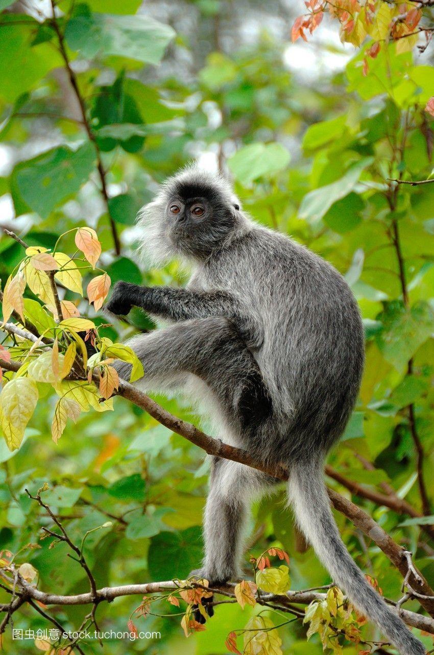 银叶猴silverylutung或silverylangurbako国家公园