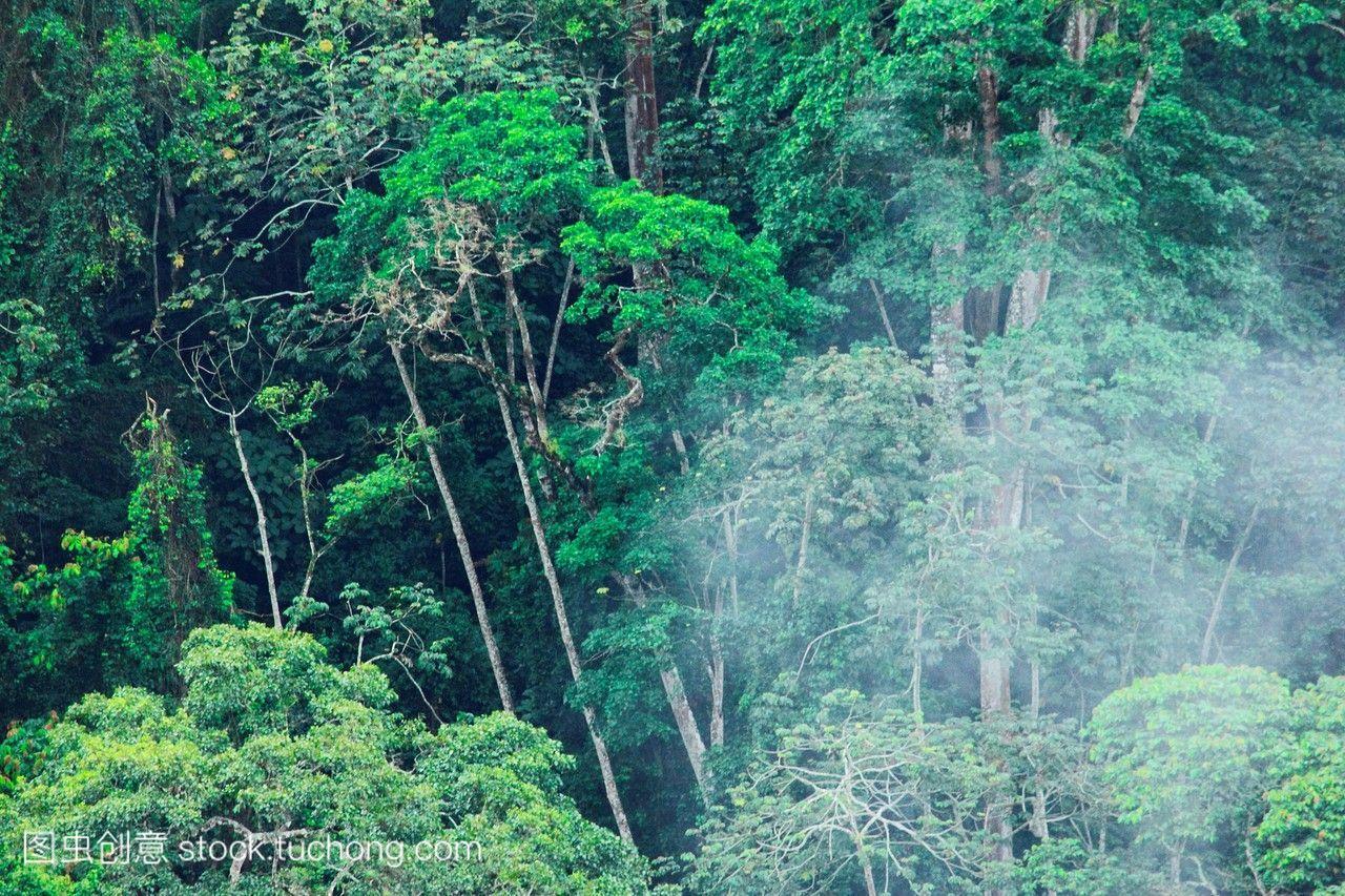 雨森林圣地亚哥的高米兰达委内瑞拉