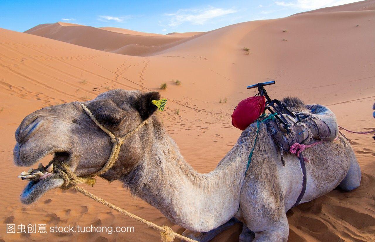 摩洛哥撒哈拉沙漠沙丘关闭骑骆驼的LasPalme