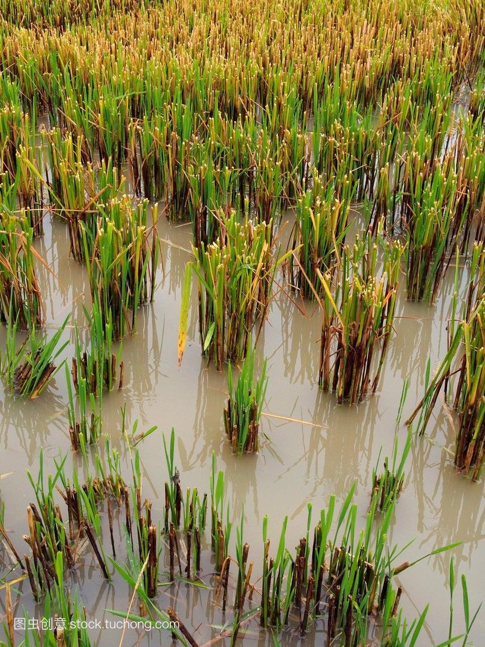下雨天在水稻收获的季节。埃布罗河三角洲自然