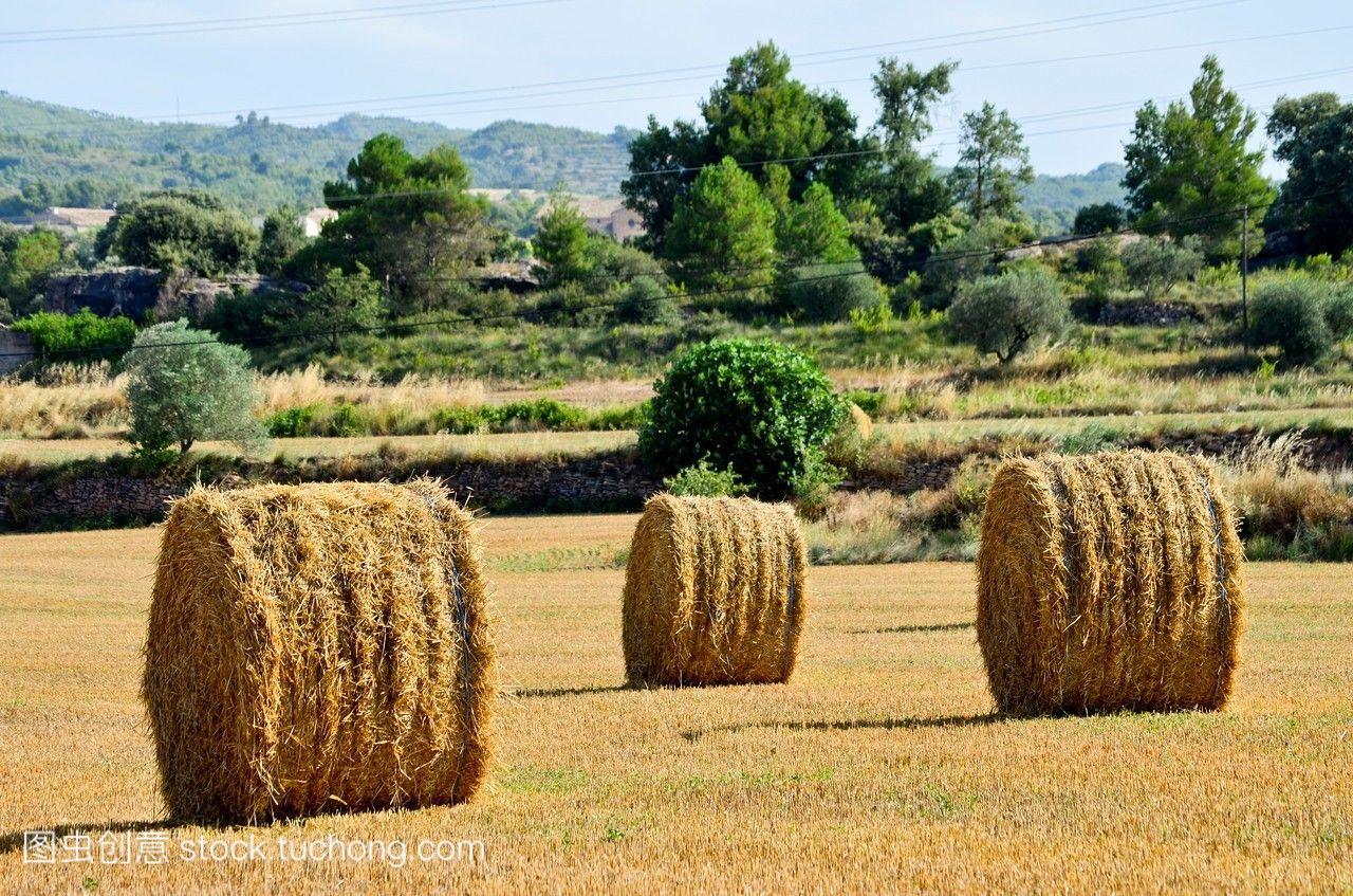 在夏天用秸秆捆收获的田地。巴塞罗那西班牙加
