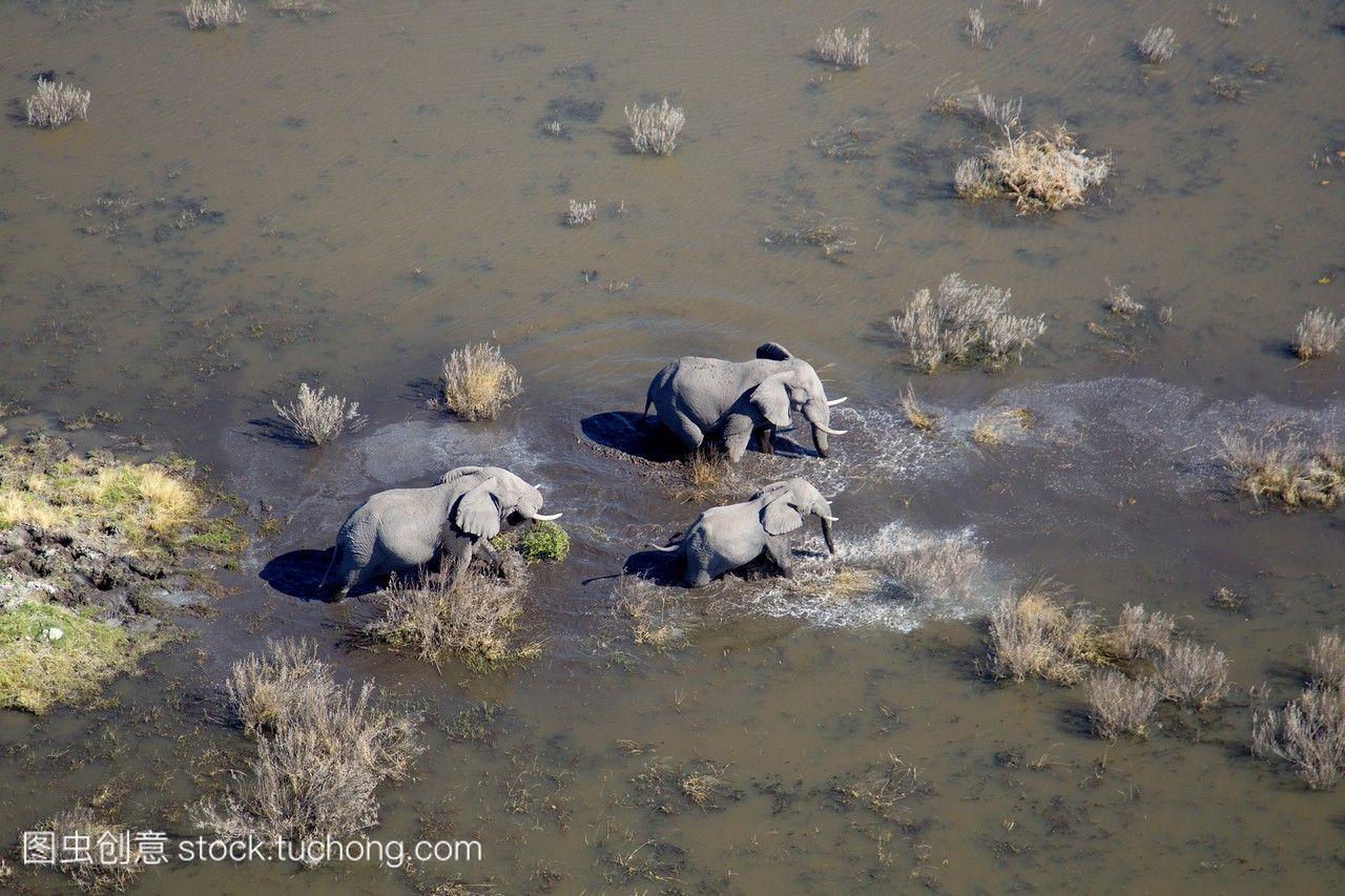 非洲象学名Loxodontaafricana漫游在淡水沼泽