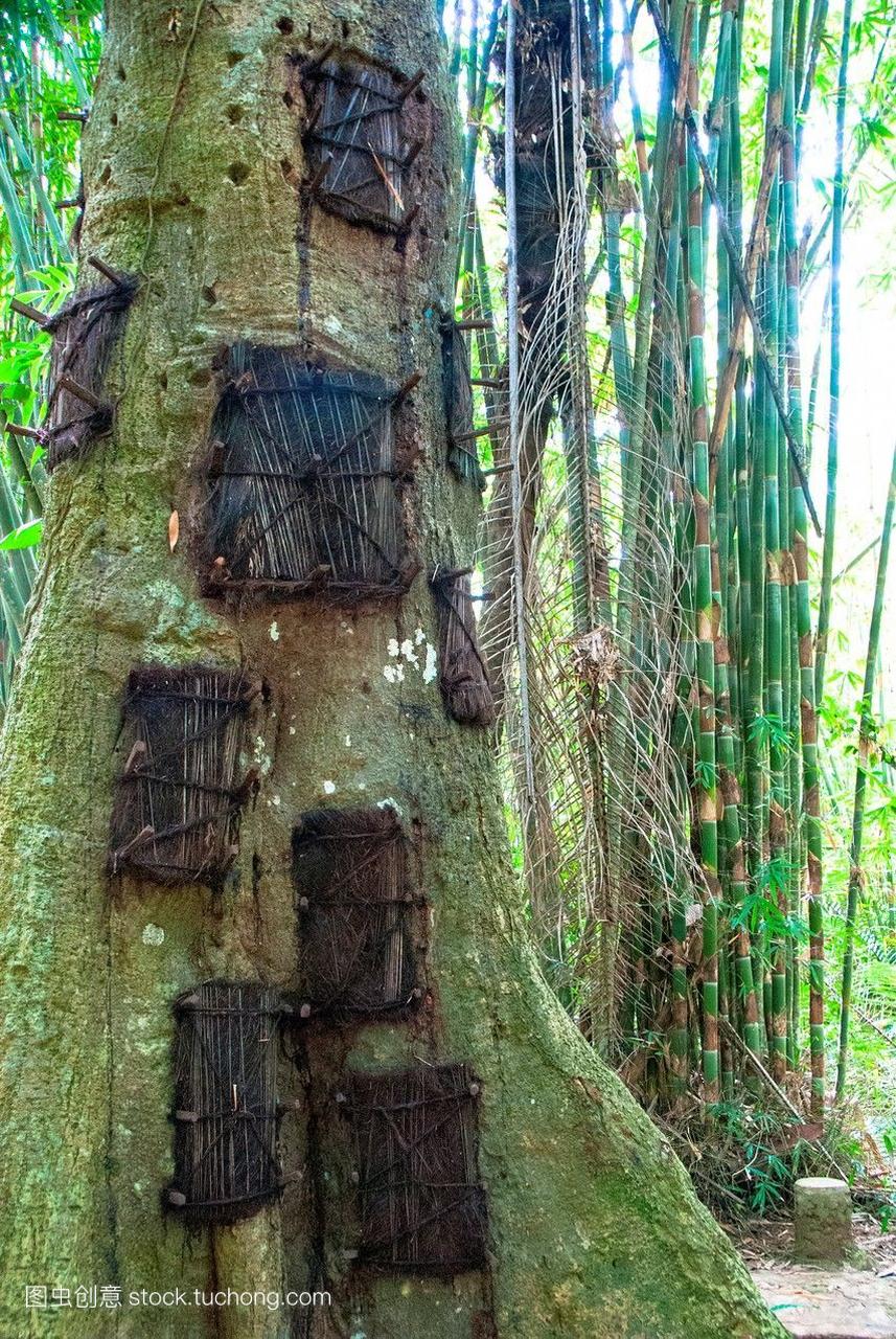 墓地的宝宝树kambira印度尼西亚苏拉威西岛