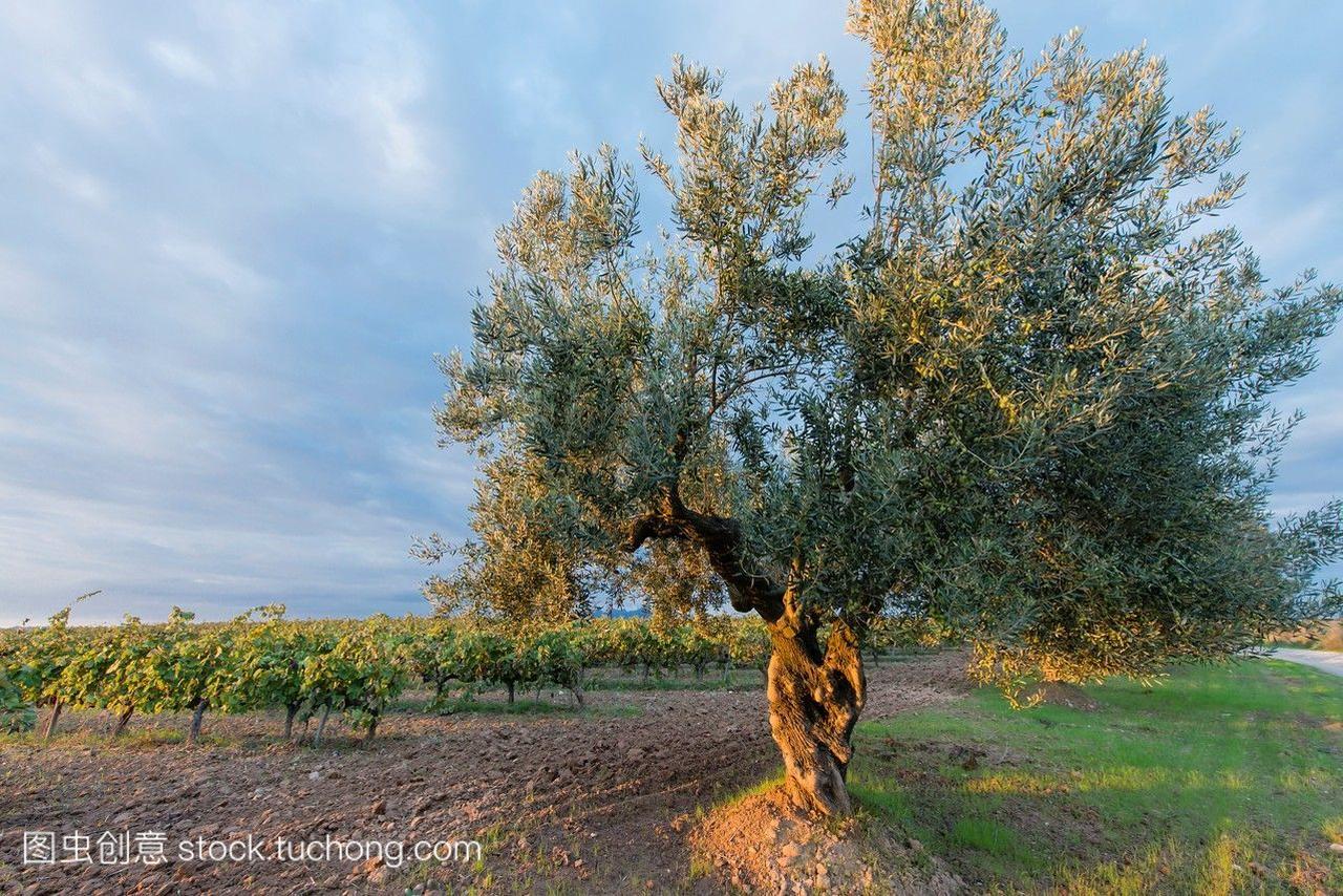 在西班牙的penedes葡萄酒产区,葡萄园之间散