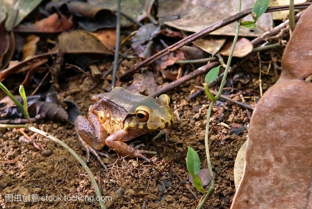 青蛙在森林里,法属圭亚那,海外部和法国的地区