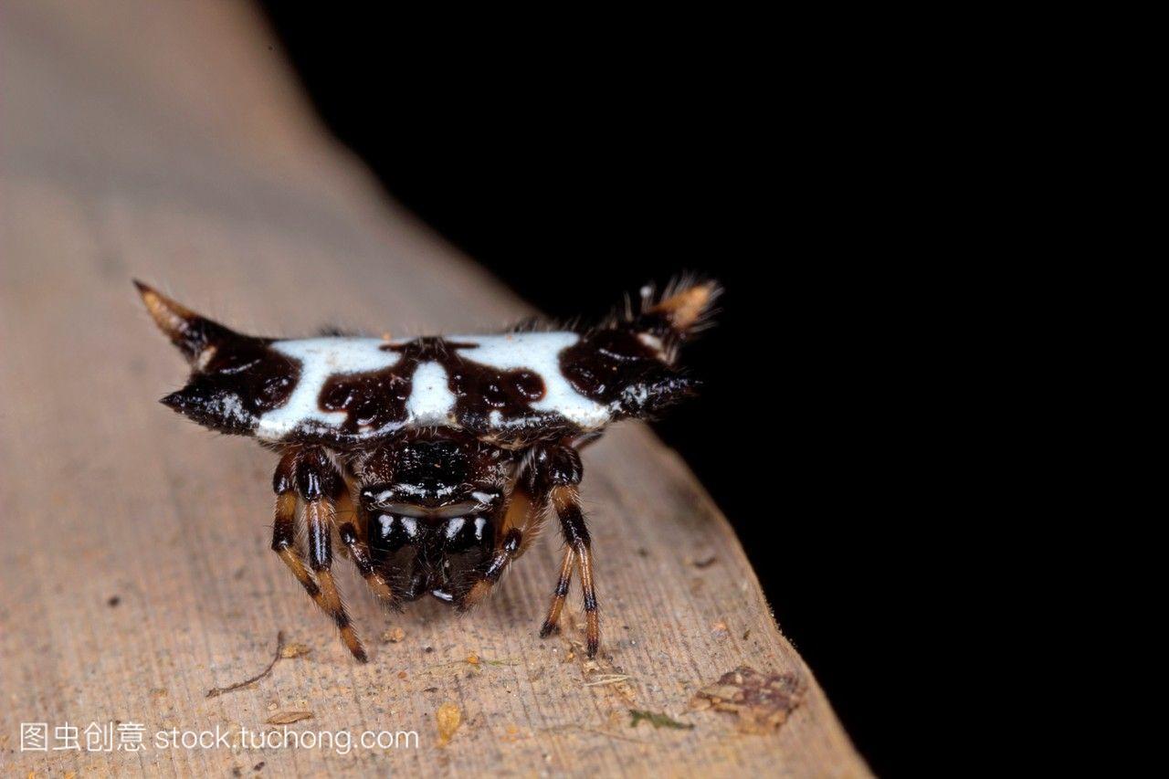 角蟹蛛。马来西亚沙捞越semengok野生动物中