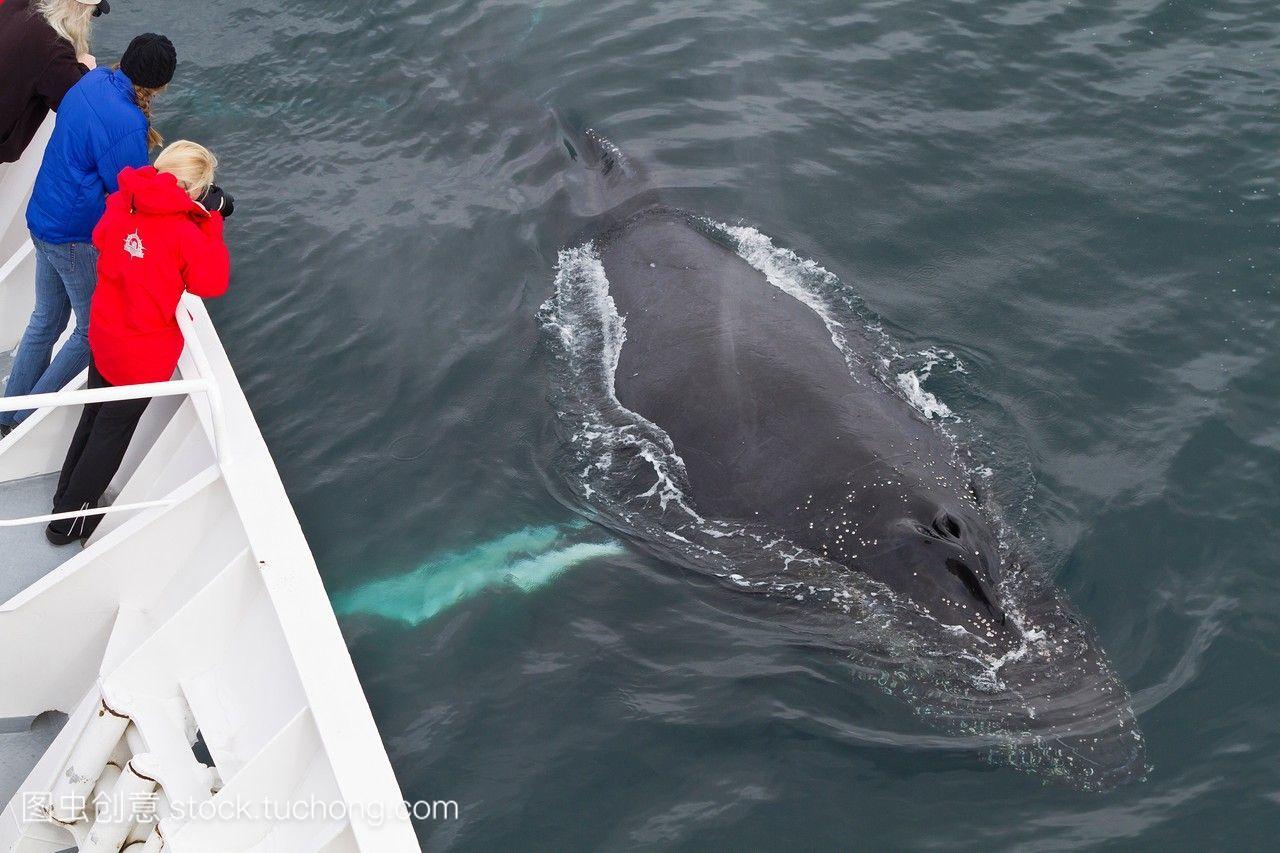 好奇的成年驼背鲸在南极,南极洲,南大洋的国家