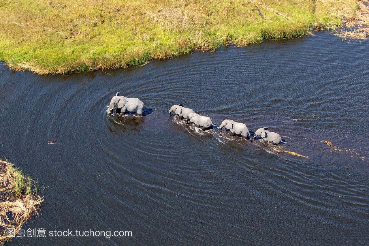 非洲象loxodontaafricana,漫游在淡水沼泽,空中