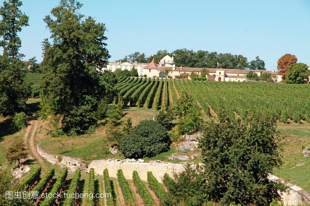 法国著名波尔多葡萄酒酒窖的葡萄园。