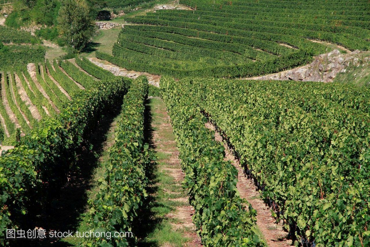 法国著名波尔多葡萄酒酒窖的葡萄园。