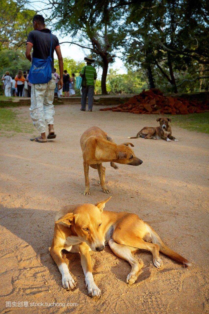 斯里兰卡--历史街区polonnaruwa附近的流浪狗
