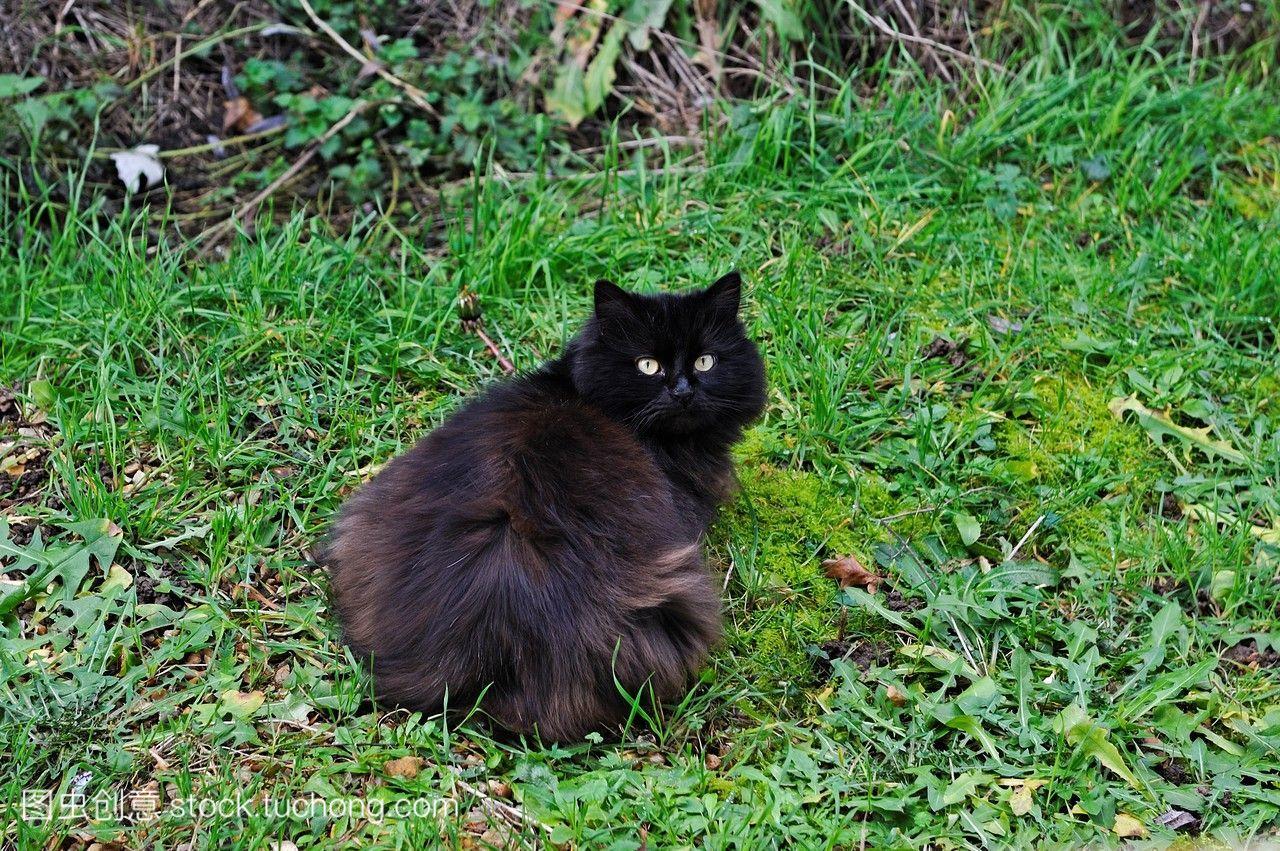 长头发的黑猫Eure-et-Loir部门中心地区法国,欧