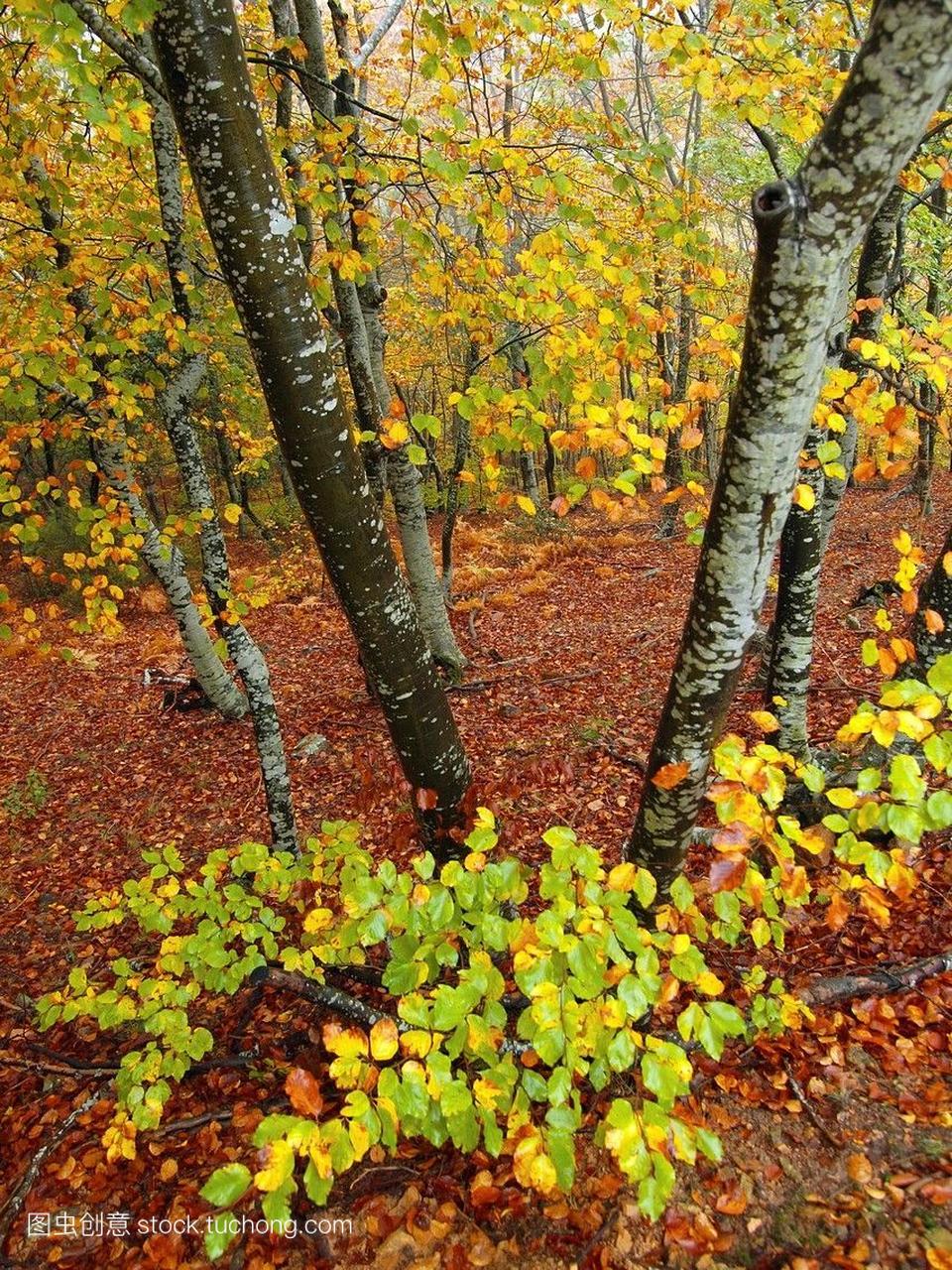 秋天山毛榉森林Fagussylvatica在一个下雨的下