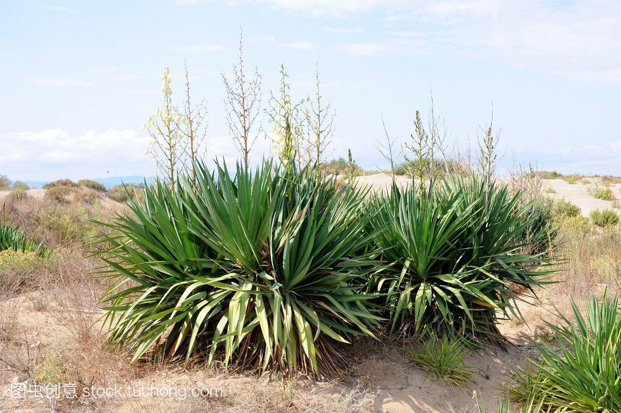 百合或西班牙刺刀是一种灌木原产于沙地低地到