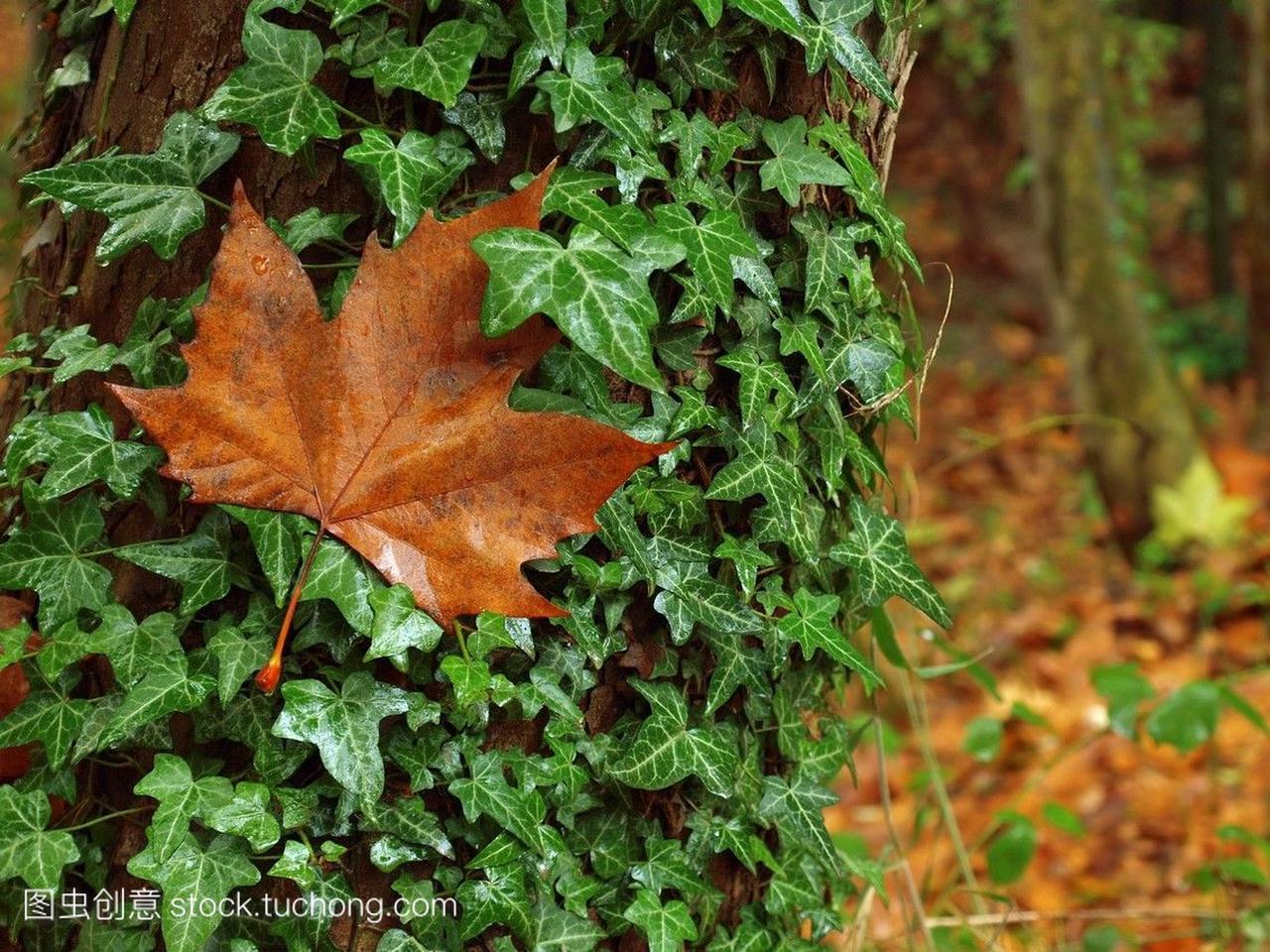 derahelix和飞机树叶。在坎普斯村乡村的雨季。