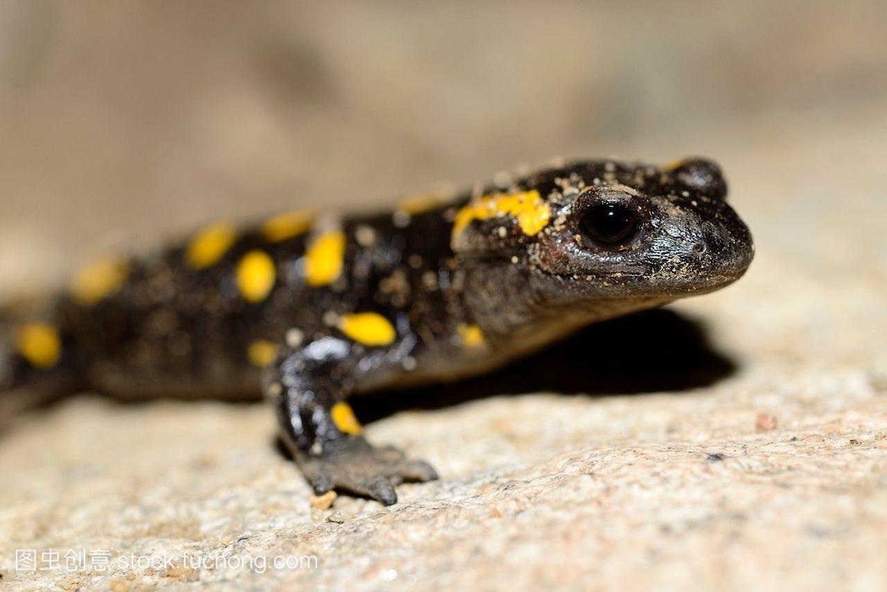 蝾螈salamandrasalamandra在pe?alara国家公