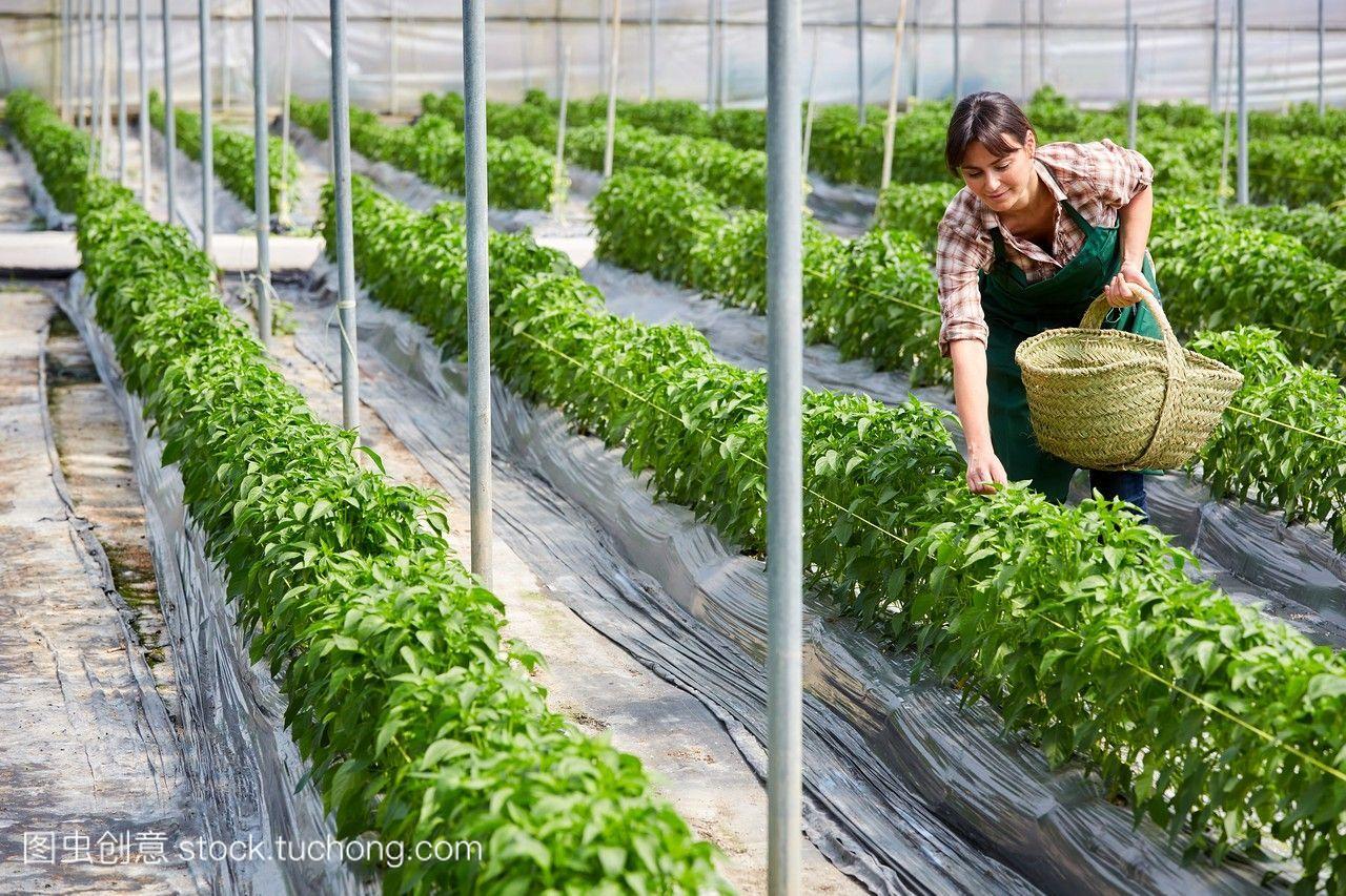 农业种植网-种植技术综合信息平台-华昱(图1)