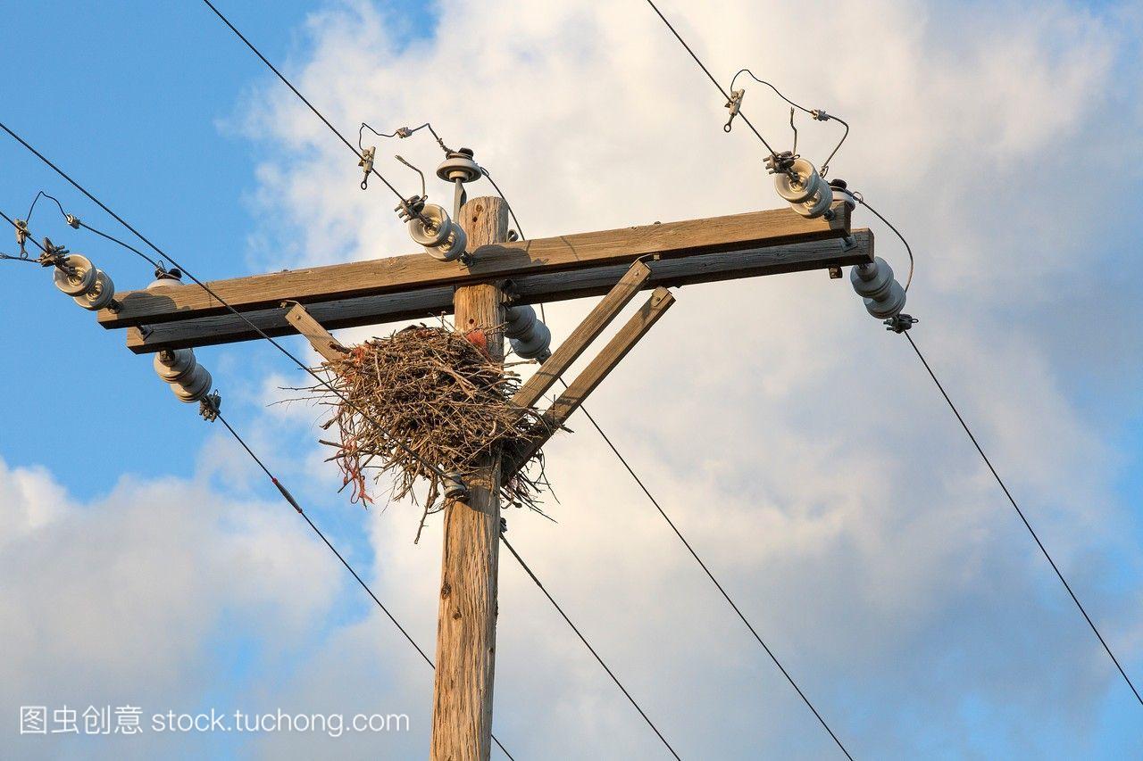 内华达州的一个木电线杆提供了一个受保护的栖