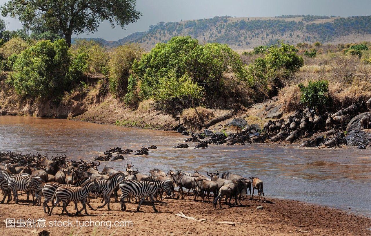 Wildebeeste和斑马线马拉河。