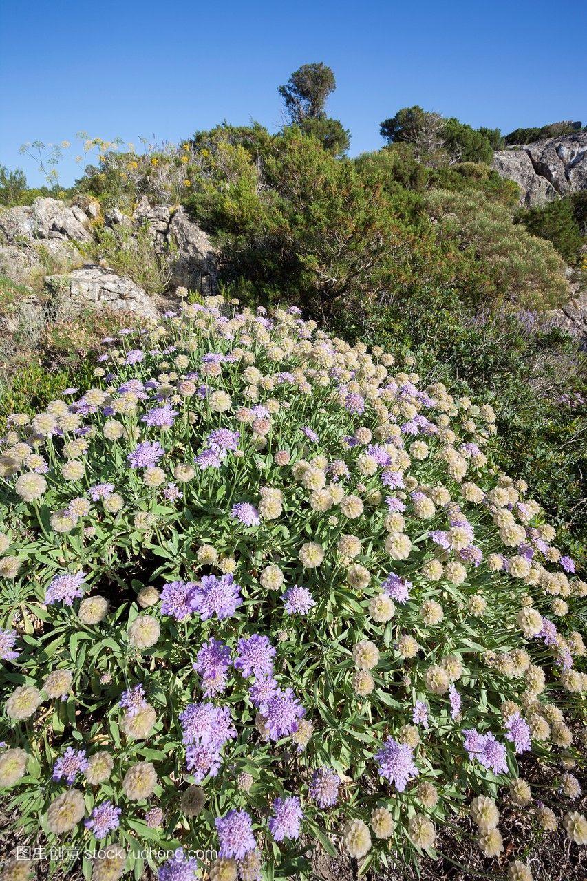 scabiosacretica和其他在西班牙ibiza的植物