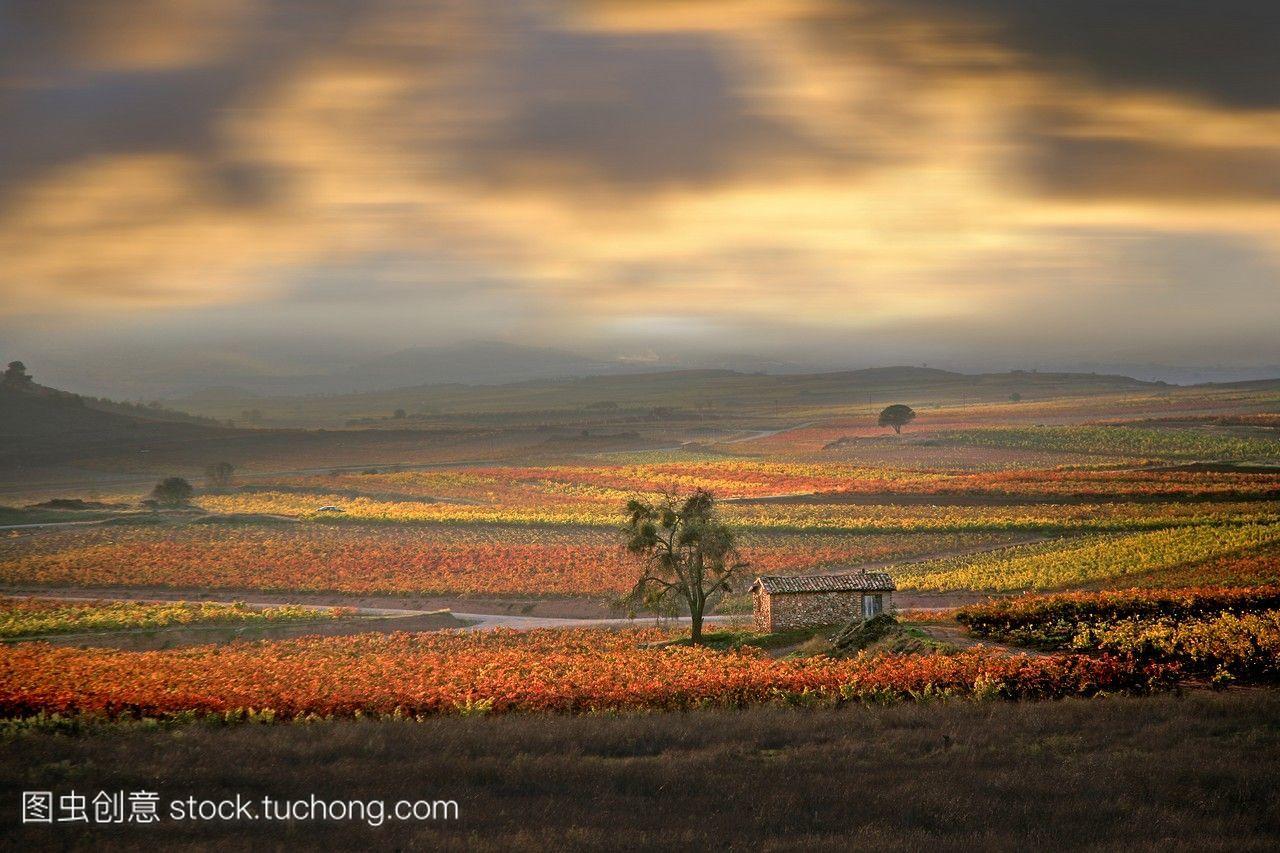 里奥哈葡萄酒产区的葡萄树秋天的季节西班牙里