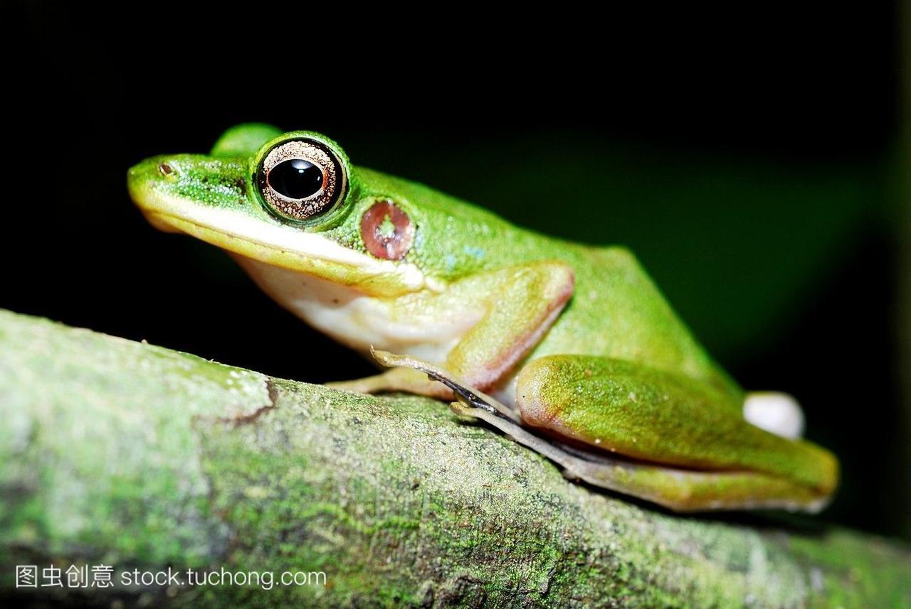 马来西亚沙捞越库巴国家公园的青蛙hylaranam