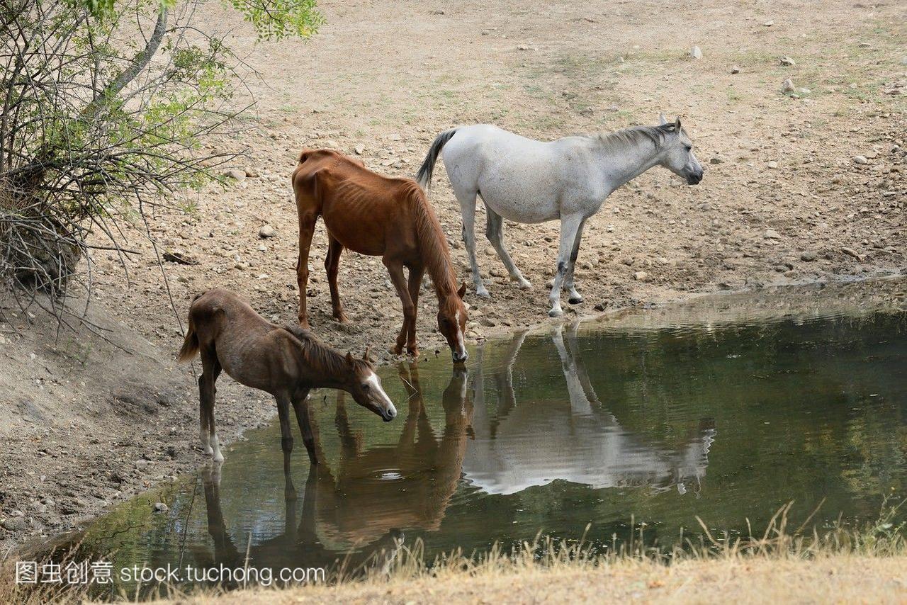 马从池塘边喝着酒,在护送马德里的销售。