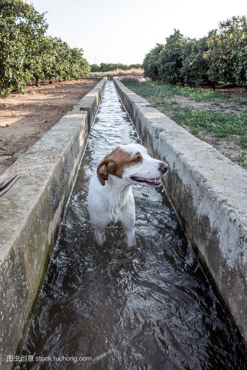 狗在一个灌溉水渠瓦伦西亚西班牙