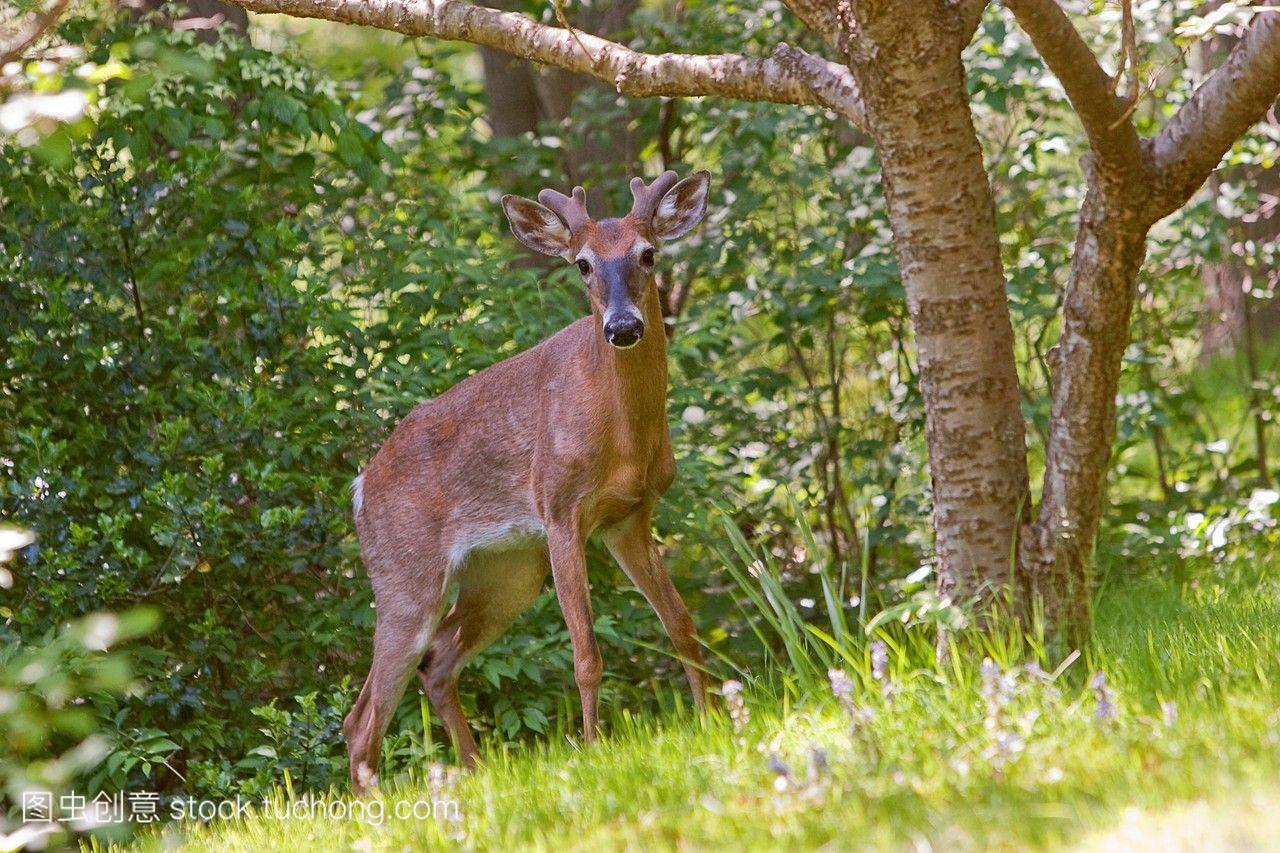 白尾鹿odocoileusvirginianus,也被称为白尾鹿,是