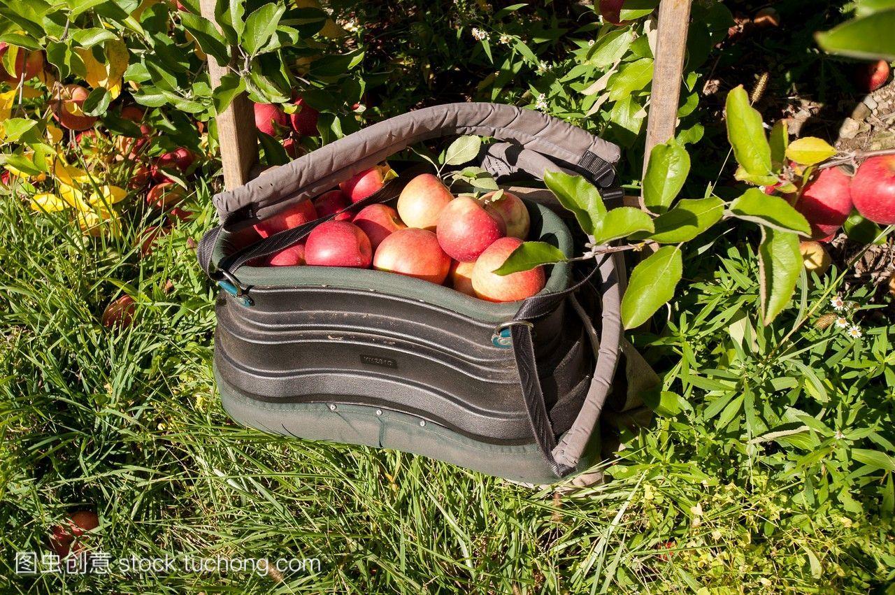 袋子里装满了苹果在胪列其它苹果果园宾夕法尼