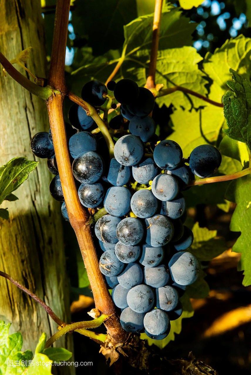 merlot葡萄在德尔莱尔格拉夫葡萄酒庄园的葡萄