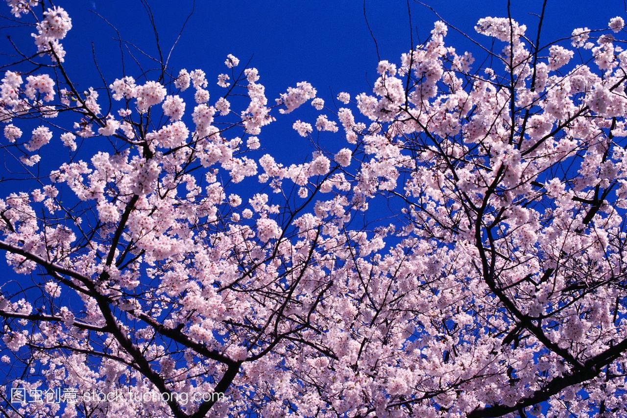 美国华盛顿特区樱花盛开的特写