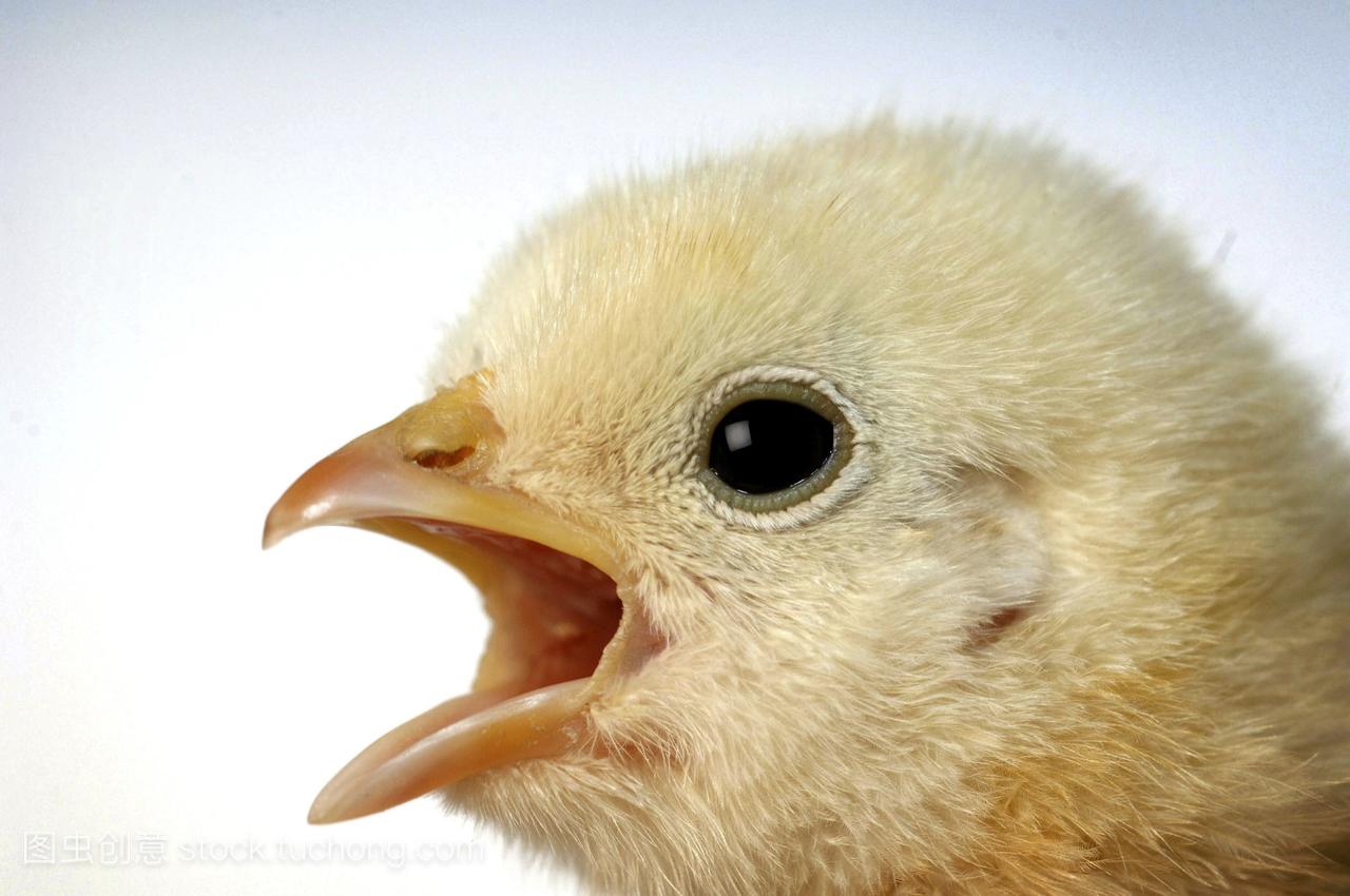 近距离的小鸡几天老禽流感是一种传染性疾病在