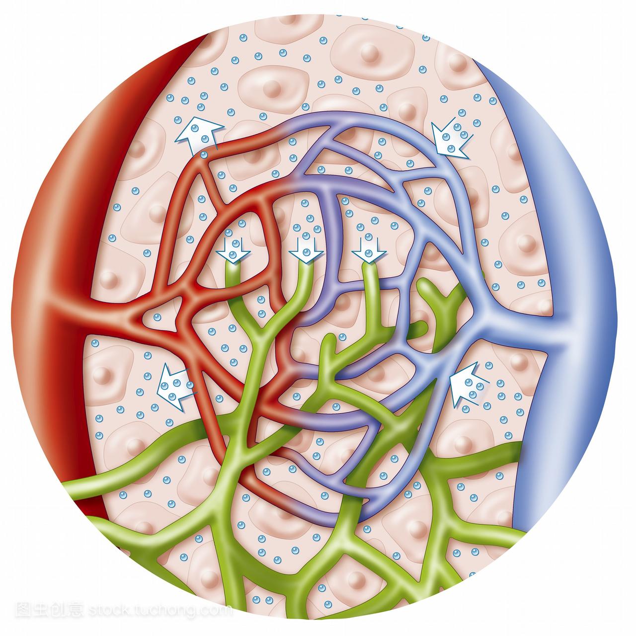 组织间质液疏散系统位于细胞间隙内的图解。液