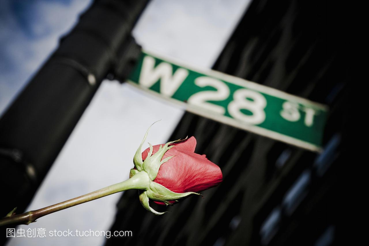 玫瑰与街道名称标志杆,28街纽约纽约州美国