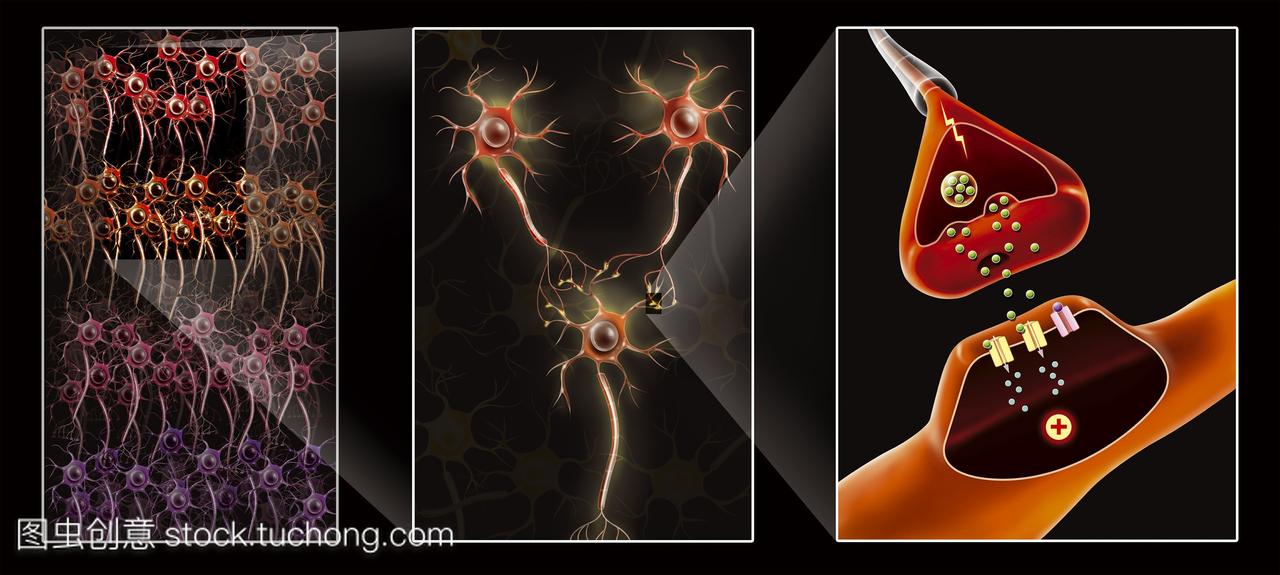 插图从神经网络突触3神经元和连接这些神经元
