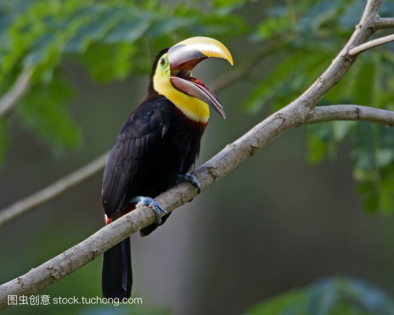 栗嘴鵎鵼读音驼空在树枝上哥斯达黎加。