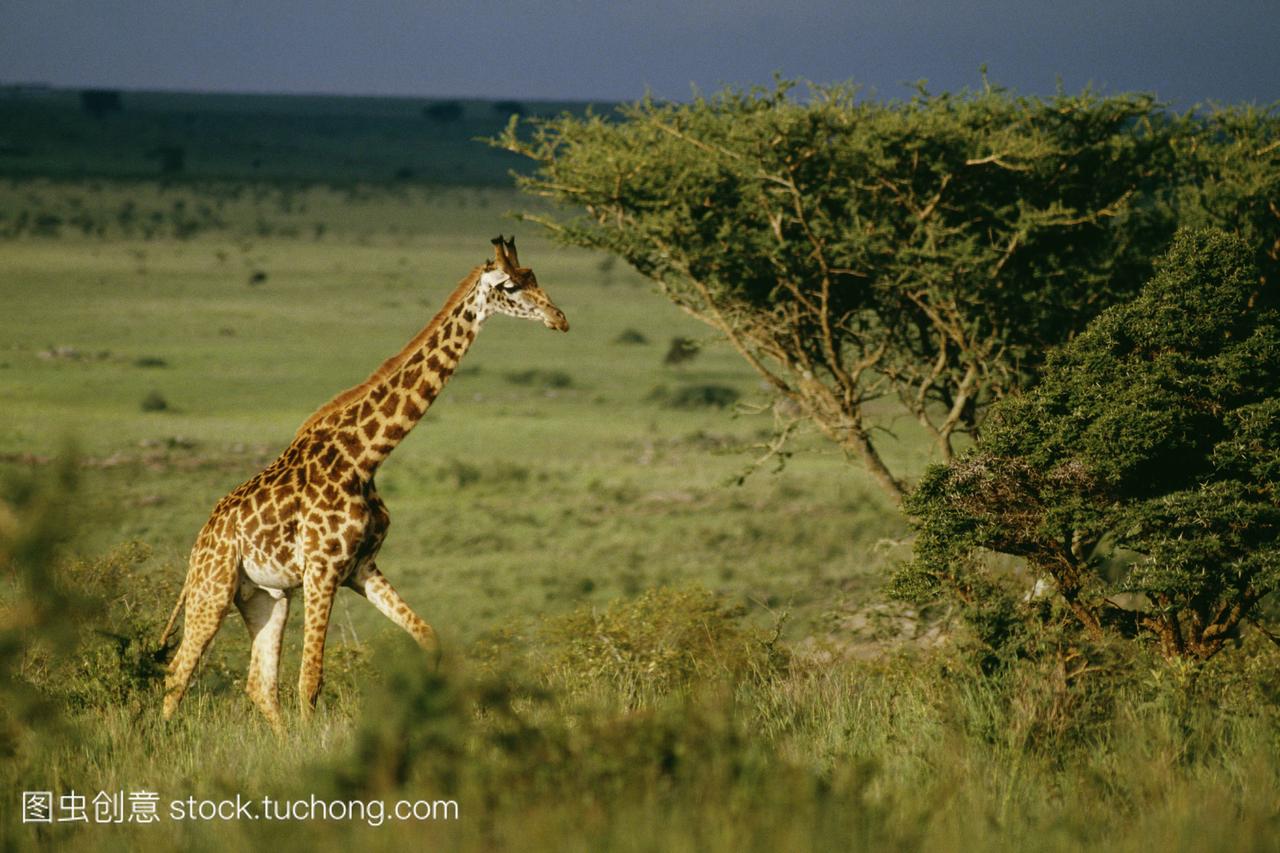 长颈鹿肯尼亚内罗毕国家公园。