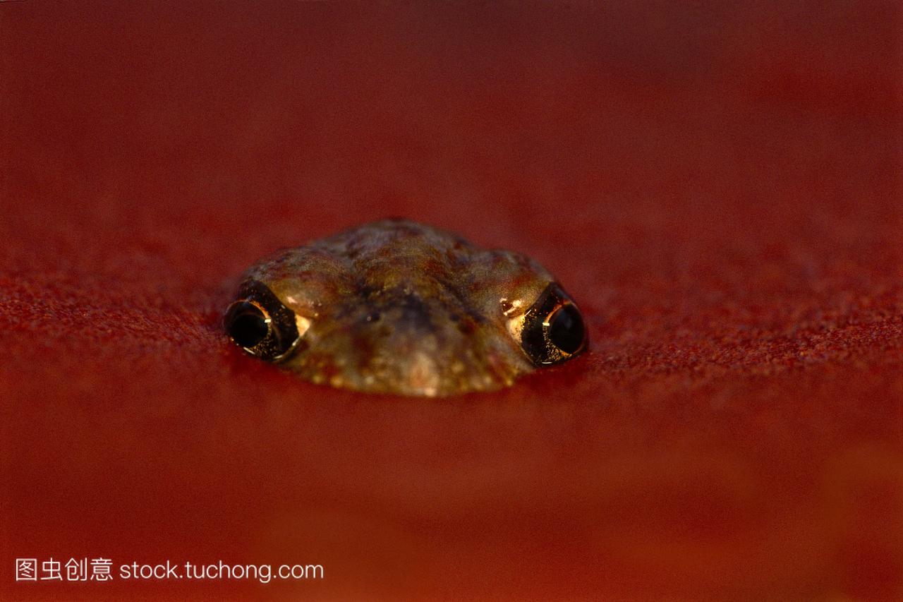 澳大利亚中部的沙漠,沙漠里的沙足蛙从沙中冒