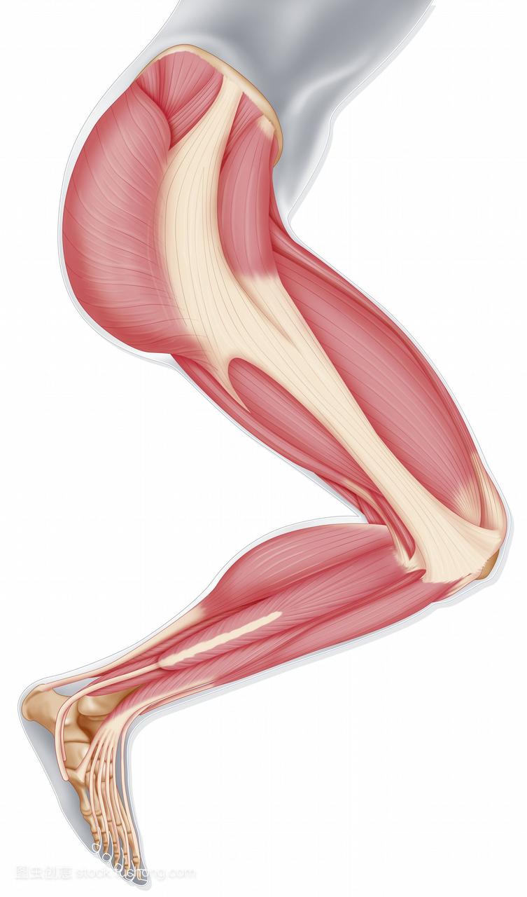 腿部肌肉的图示，从骨盆到脚，从外部的角度。